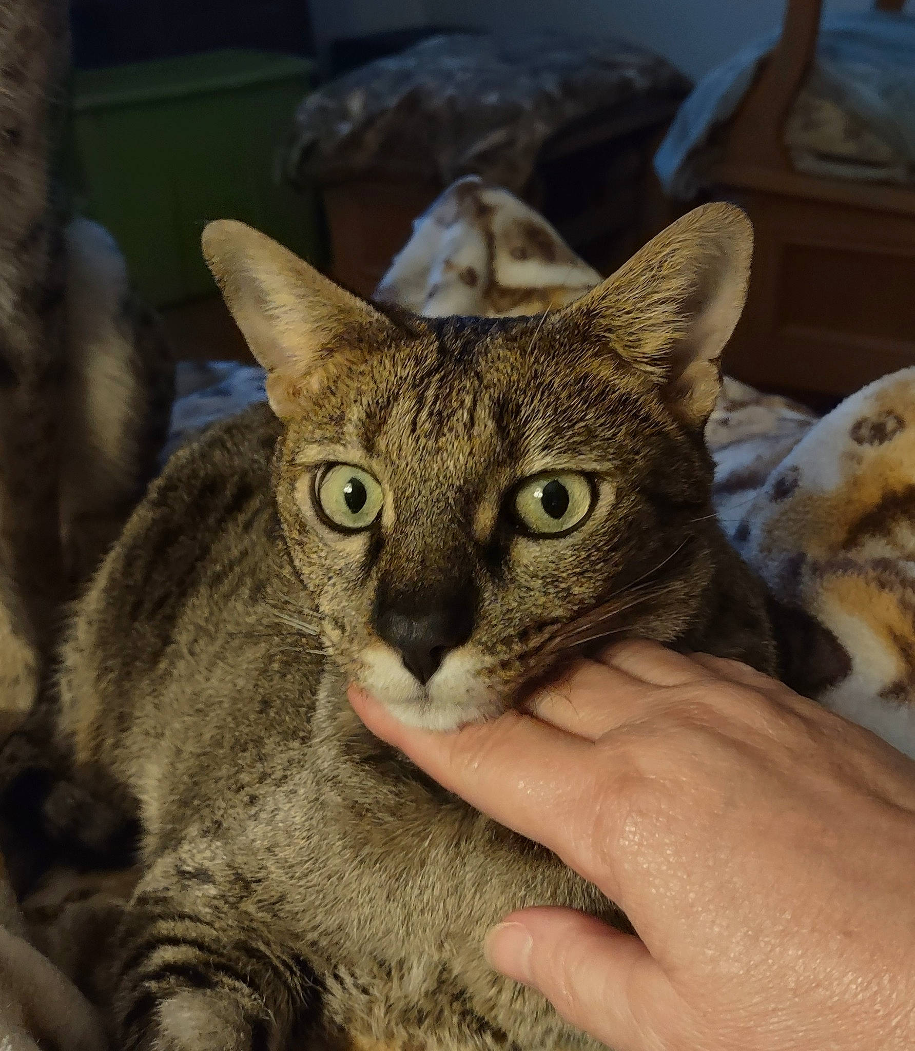 Zelda joined the competition — help win amazing prizes! carnivore, cat, domestic_short_haired_cat, felidae, fur, small_to_medium_sized_cats, snout, terrestrial_animal, whiskers, wildlife