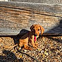 puppy, dog, brown_dog, wood_chips, bench, outdoor, sunlight, leash, pet, animal, young_dog, curious, sitting, daylight, wood, nature, cute, small_dog, shade, ground