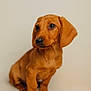 dog, puppy, dachshund, brown_fur, pet, animal, cute, sitting, portrait, indoor, young, small_dog, canine, ears, fur, looking_away, adorable, companion, domestic_animal, closeup