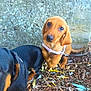 dog, puppy, dachshund, brown_dog, black_dog, harness, outdoor, stone_wall, leaves, twigs, animal, pet, cute, small_dog, fur, nature, canine, young_animal, playful, ground