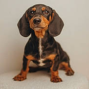 Atlas a rejoint le concours — aidez-le/la à gagner de superbes lots ! dog, dachshund, puppy, pet, animal, cute, portrait, brown, black, fur, ears, sitting, indoor, closeup, expression, adorable, small, studio, soft, texture