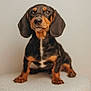 dog, dachshund, puppy, pet, animal, cute, portrait, brown, black, fur, ears, sitting, indoor, closeup, expression, adorable, small, studio, soft, texture