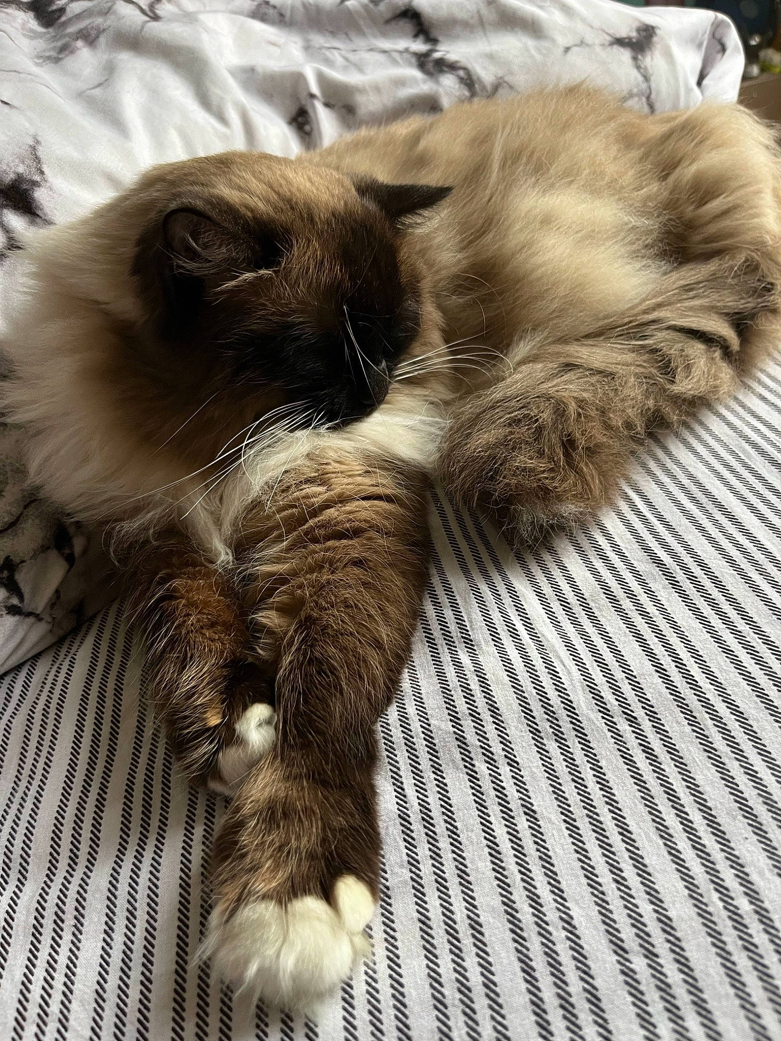 Loulou a rejoint le concours — aidez-le/la à gagner de superbes lots ! british_longhair, carnivore, cat, claw, comfort, fawn, felidae, flooring, foot, fur, human_leg, nap, paw, sleep, small_to_medium_sized_cats, snout, tail, terrestrial_animal, whiskers, wood