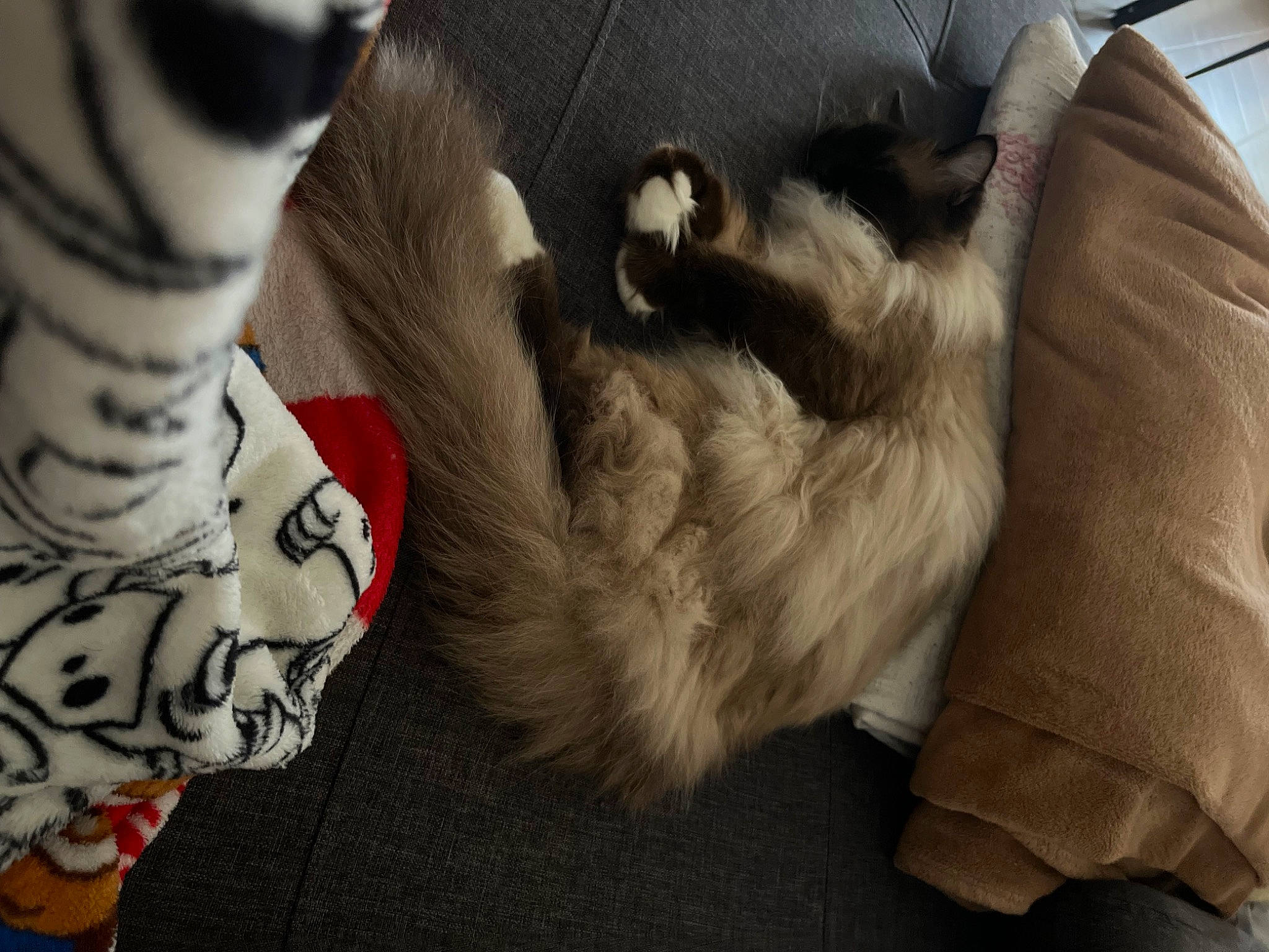 Loulou a rejoint le concours — aidez-le/la à gagner de superbes lots ! canidae, carmine, carnivore, cat, comfort, companion_dog, dog_breed, elbow, felidae, foot, fur, human_leg, paw, sleeve, small_to_medium_sized_cats, sock, sporting_group, tail, thigh, whiskers