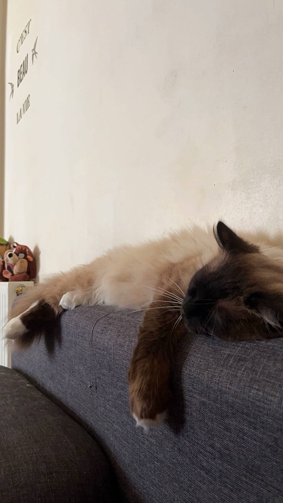 Loulou participe au concours pour gagner de l'argent avec cette photo : carnivore, cat, claw, comfort, domestic_short_haired_cat, fawn, felidae, flooring, fur, nap, paw, room, siamese, small_to_medium_sized_cats, snout, tail, whiskers