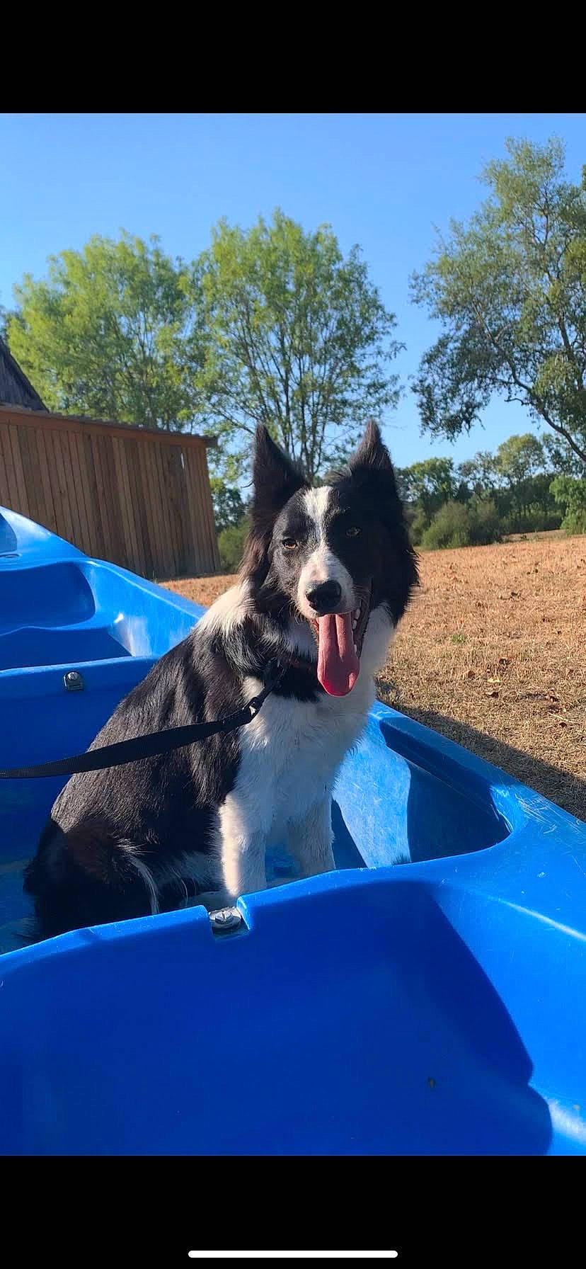 Salto a rejoint le concours — aidez-le/la à gagner de superbes lots ! blue, border_collie, canidae, carnivore, companion_dog, dog, dog_breed, electric_blue, fun, grass, herding_dog, leisure, plant, recreation, sky, sporting_group, tree, water, working_animal, working_dog