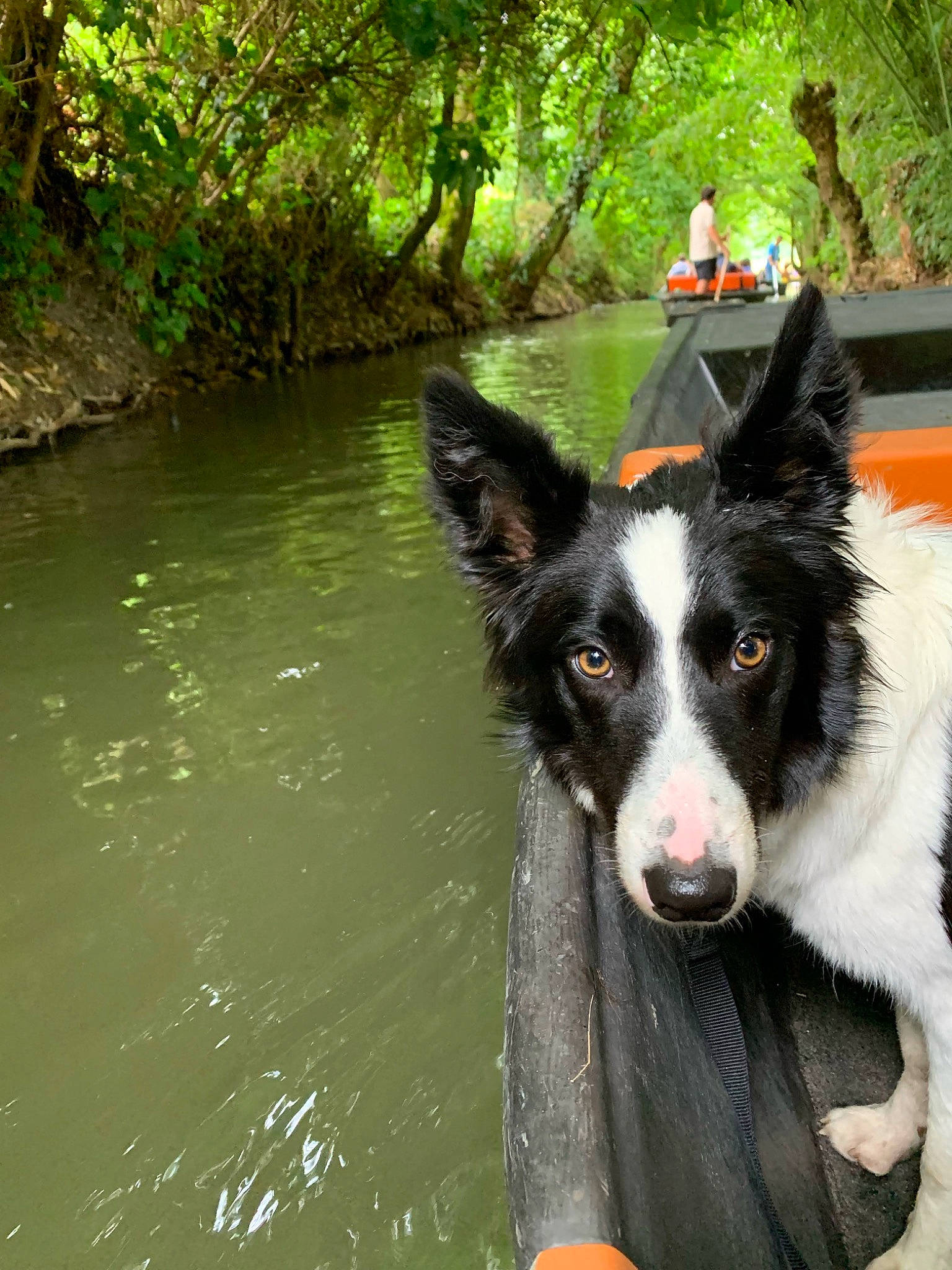 Salto a rejoint le concours — aidez-le/la à gagner de superbes lots ! border_collie, canidae, carnivore, companion_dog, dog, dog_breed, dog_collar, fluvial_landforms_of_streams, forest, grass, herding_dog, lake, mcnab, plant, sporting_group, stream, tree, water, working_animal, working_dog