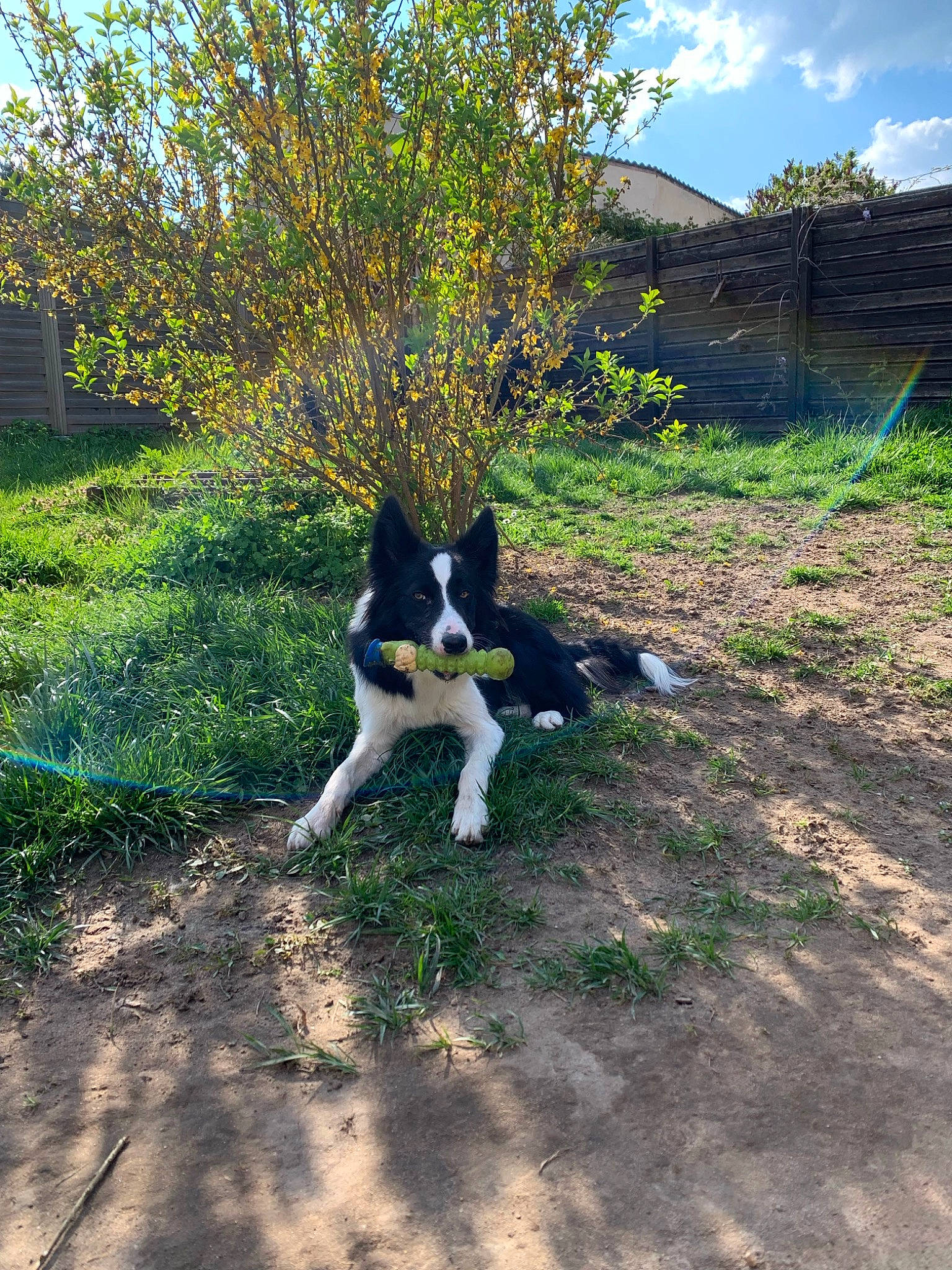 Salto a rejoint le concours — aidez-le/la à gagner de superbes lots ! canidae, carnivore, cloud, companion_dog, dog, dog_breed, felidae, grass, grassland, herding_dog, landscape, natural_landscape, plant, shrub, sky, soil, sporting_group, tail, tree, working_animal