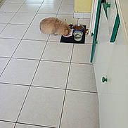 Sunny a rejoint le concours — aidez-le/la à gagner de superbes lots ! animal, cabinet, cat, clean, cozy, domestic, eating, floor, fluffy, food_bowl, furniture, home, indoor, kitchen, light_brown, mat, pet, scattered_food, tile_floor, water_bowl