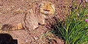Sunny participe au concours pour gagner de l'argent avec cette photo : animal, blue_container, cat, fence, flowers, fluffy, garden, grass, greenery, nature, outdoor, persian_cat, pet, plants, pot, purple_flowers, shadow, sitting, soil, sunlight