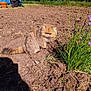 cat, persian_cat, garden, soil, plants, flowers, purple_flowers, outdoor, sunlight, shadow, grass, fence, pot, blue_container, greenery, pet, animal, fluffy, sitting, nature