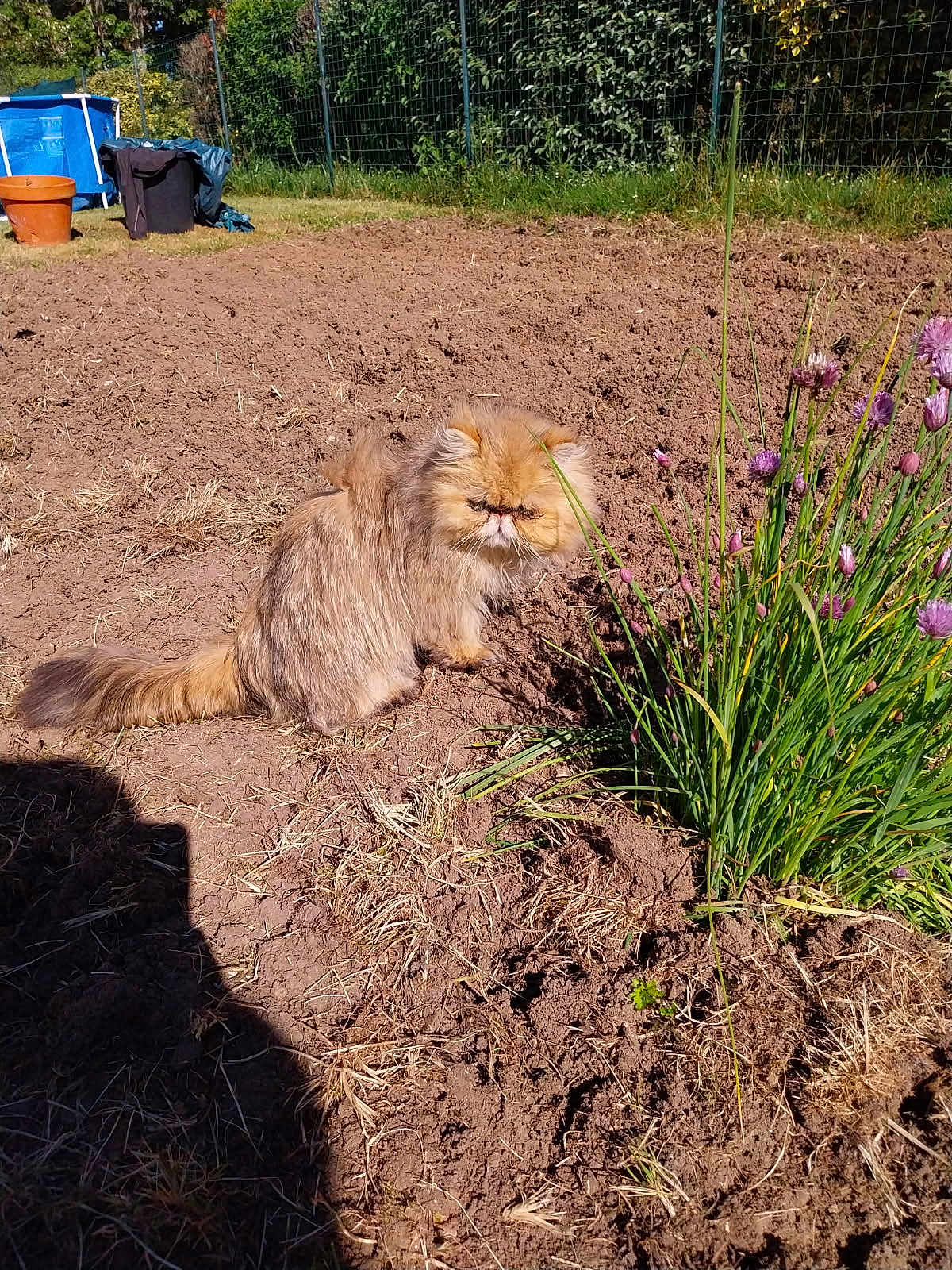 Sunny