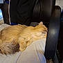 Sunny a rejoint le concours — aidez-le/la à gagner de superbes lots ! cat, orange_cat, sleeping, chair, office_chair, cushion, furniture, indoor, pet, cozy, fluffy, resting, paw, animal, domestic_animal, cute, relaxed, fur, whiskers, nap