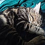 cat, tabby, sleeping, fur, curled_up, pet, animal, indoor, cozy, resting, paw, whiskers, striped, close_up, feline, blanket, blue_surface, relaxation, cute, domestic_animal
