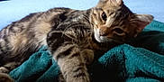 Archibalte participe au concours pour gagner de l'argent avec cette photo : animal, blanket, cat, closeup, cozy, cute, domestic, feline, fur, indoor, mammal, paw, pet, relaxing, resting, sleepy, striped, tabby, whiskers, young