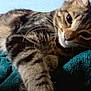 cat, tabby, pet, feline, animal, whiskers, fur, relaxing, blanket, indoor, closeup, cute, mammal, sleepy, paw, striped, resting, cozy, domestic, young