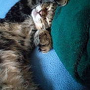 Archibalte participe au concours pour gagner de l'argent avec cette photo : cat, tabby, sleeping, paws, fur, closeup, cozy, blanket, fabric, resting, cute, animal, pet, indoor, soft, relaxation, whiskers, covered_eyes, feline, nap