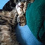cat, tabby, sleeping, paws, fur, closeup, cozy, blanket, fabric, resting, cute, animal, pet, indoor, soft, relaxation, whiskers, covered_eyes, feline, nap
