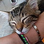 cat, tabby_cat, sleeping, tongue_out, close_up, pet, animal, indoor, human_wrist, bracelet, resting, cute, feline, fur, whiskers, ear, relaxation, domestic_animal, cozy, home