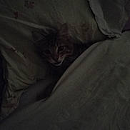 Archibalte a rejoint le concours — aidez-le/la à gagner de superbes lots ! animal, bed, blanket, cat, comfort, cozy, cute, dark, domestic, feline, fur, hidden, home, indoor, pet, pillow, resting, sleeping_area, soft, tabby