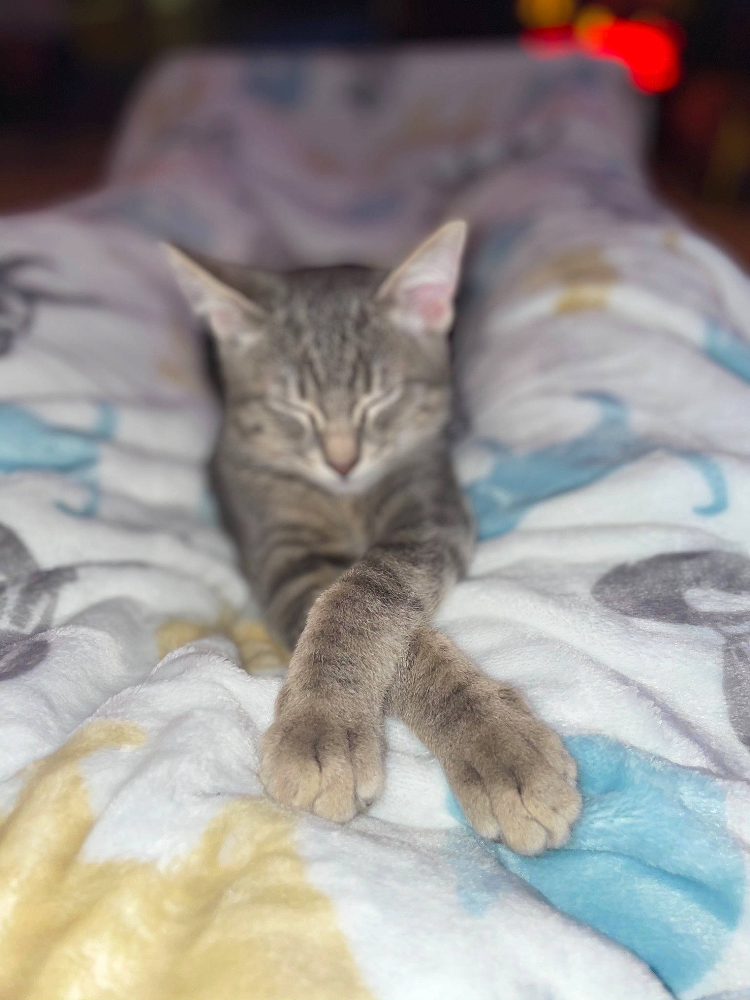 Junior joined the competition — help win amazing prizes! bed, bed_sheet, bedding, blanket, carnivore, cat, claw, comfort, domestic_short_haired_cat, fawn, felidae, fur, linens, nap, pattern, small_to_medium_sized_cats, snout, terrestrial_animal, textile, whiskers