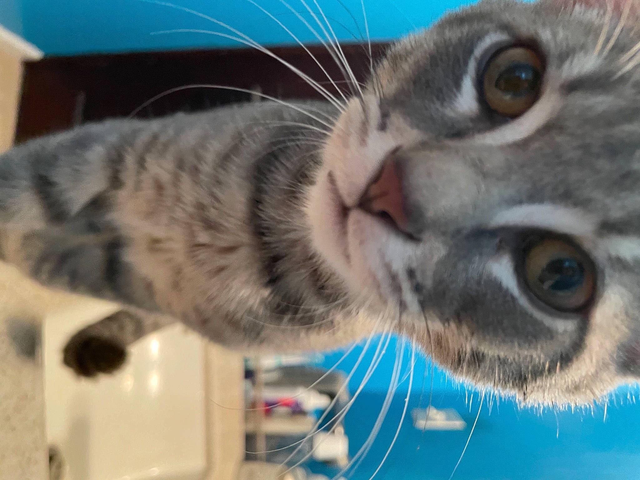 Junior is registered to the contest to win money with this photo: carnivore, cat, claw, curious, domestic_short_haired_cat, ear, eyelash, felidae, fur, iris, nose, paw, small_to_medium_sized_cats, snout, tail, terrestrial_animal, whiskers, wildlife