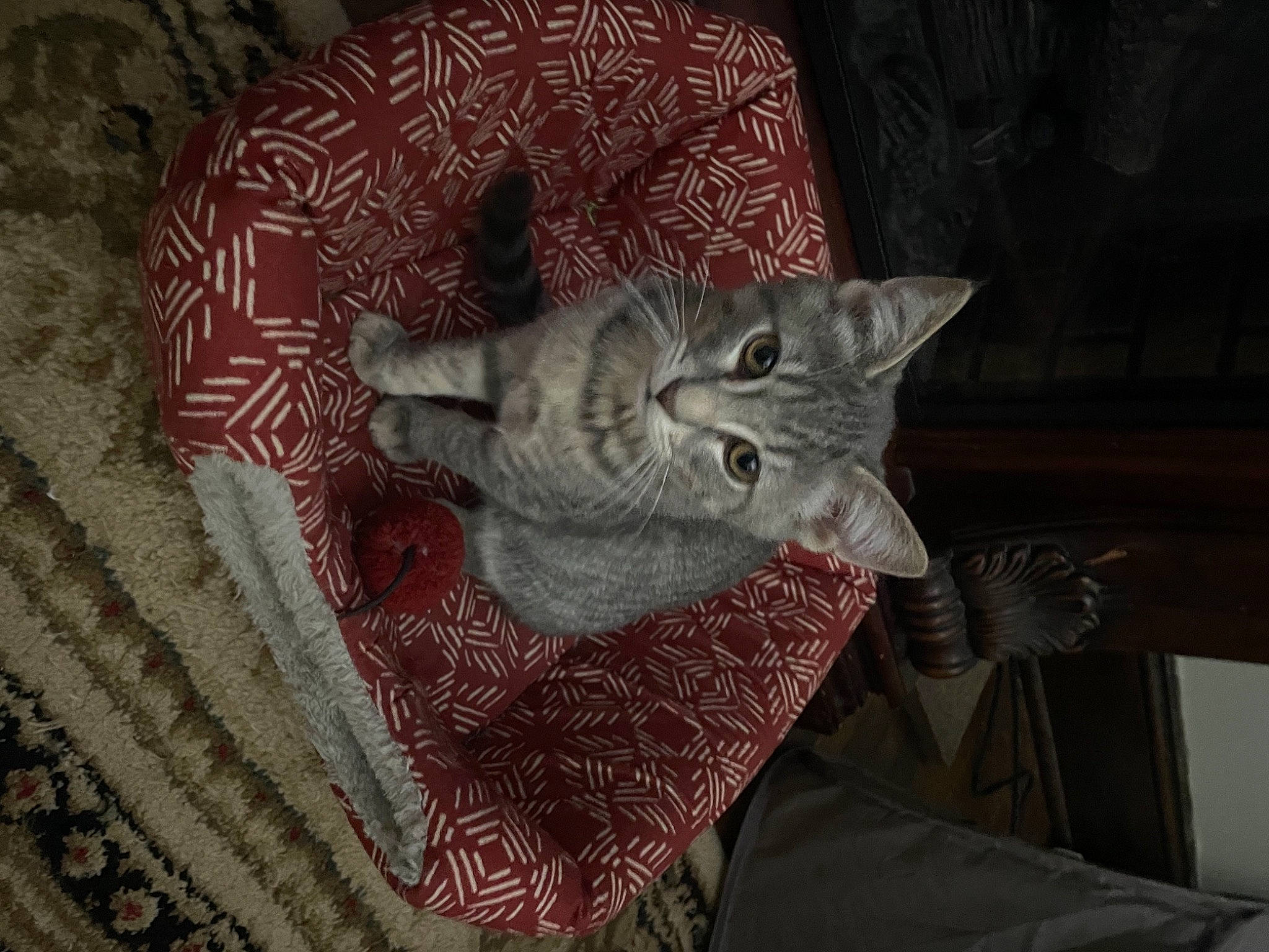 Junior joined the competition — help win amazing prizes! art, carnivore, cat, craft, creative_arts, felidae, flooring, grey, linens, magenta, motif, pattern, sculpture, small_to_medium_sized_cats, tail, visual_arts, whiskers, wood, wool, woolen