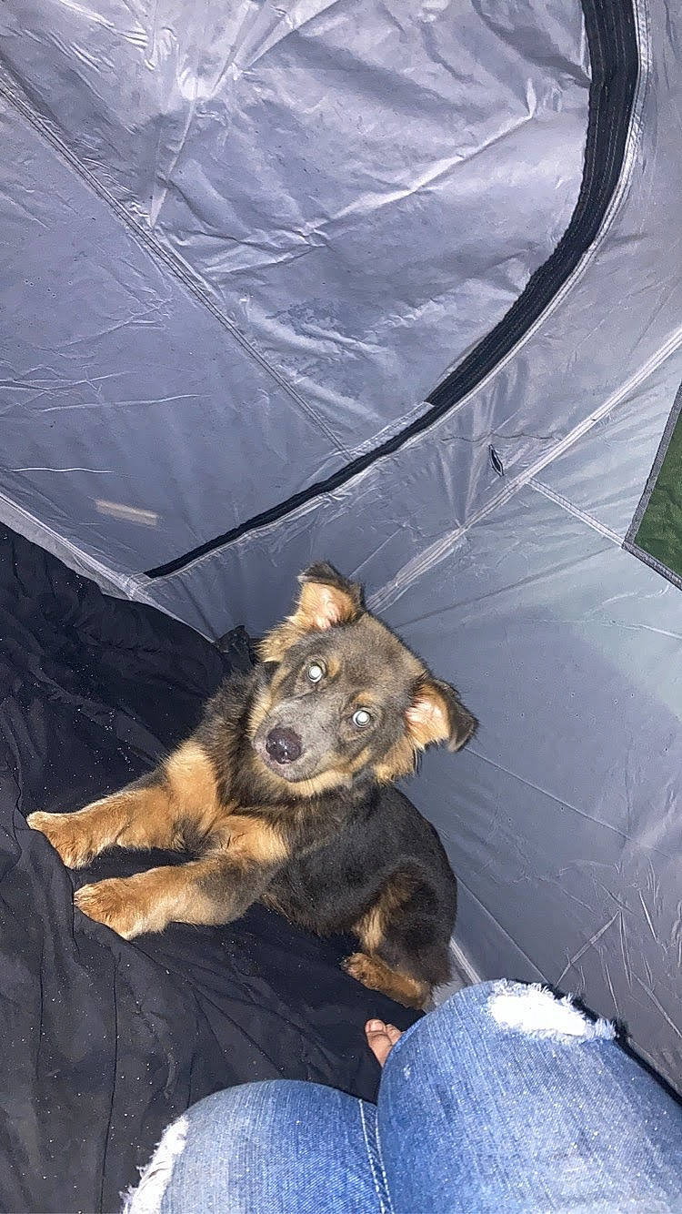 Bear is registered to the contest to win money with this photo: canidae, carnivore, comfort, companion_dog, dog, dog_breed, electric_blue, fawn, fur, guard_dog, herding_dog, paw, sitting, snout, sporting_group, street_dog, terrestrial_animal, whiskers, windshield, working_dog