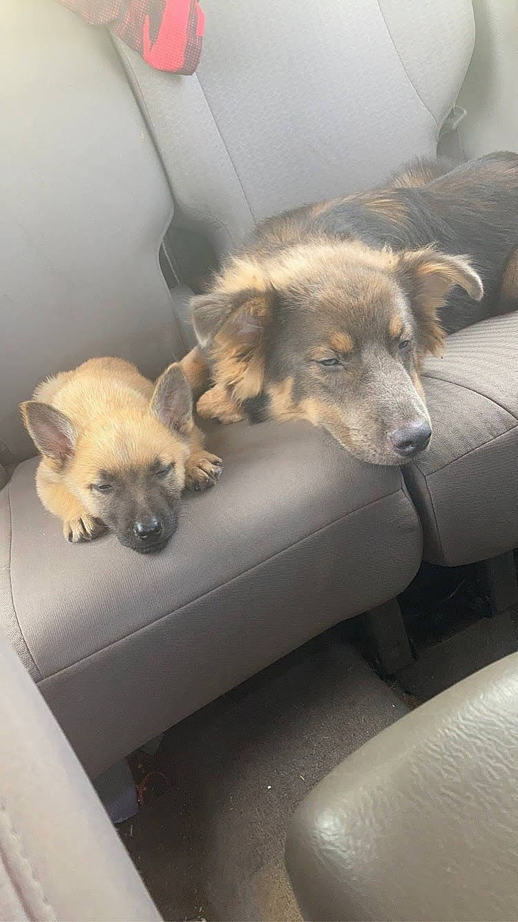 Bear joined the competition — help win amazing prizes! canidae, carnivore, comfort, companion_dog, dog, dog_breed, fawn, felidae, flooring, fur, paw, puppy, snout, sporting_group, terrestrial_animal, toy_dog, whiskers, wildlife