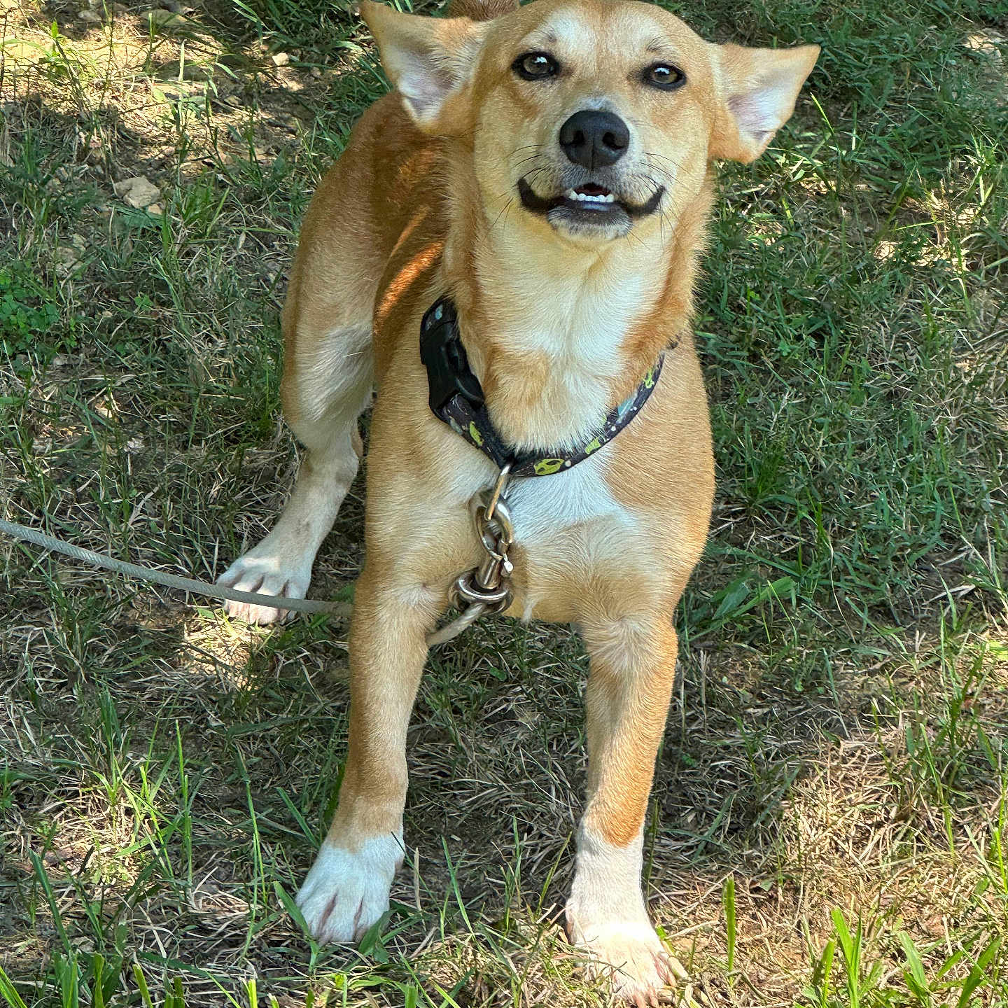 Milo joined the competition — help win amazing prizes! accessories, animal, canine, chihuahua, dog, grass, herbal, herbs, hound, husky, leash, outdoors, pet, plant, puppy, soil, strap, summer, tree, vegetation