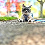 animal, autumn, blurred_background, cat, closeup, colorful, cute, daylight, fall, feline, harness, leafy_trees, leash, nature, outdoor, pavement, pet, soft_focus, stretching, walking_path