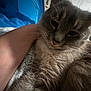 Poohbear is registered to the contest to win money with this photo: animal, arm, blue_background, cat, close_up, companionship, cute, domestic, face, fur, furry, home, indoor, mammal, pet, relaxed, resting, sleepy, soft_light, whiskers