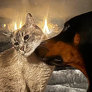 Poohbear joined the competition — help win amazing prizes! animal, bond, cat, closeup, comfort, cozy, dog, domestic, fire, fireplace, friendship, fur, furry, indoor, mammal, nuzzle, pets, relaxing, snuggle, warm