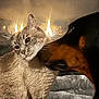animal, bond, cat, closeup, comfort, cozy, dog, domestic, fire, fireplace, friendship, fur, furry, indoor, mammal, nuzzle, pets, relaxing, snuggle, warm