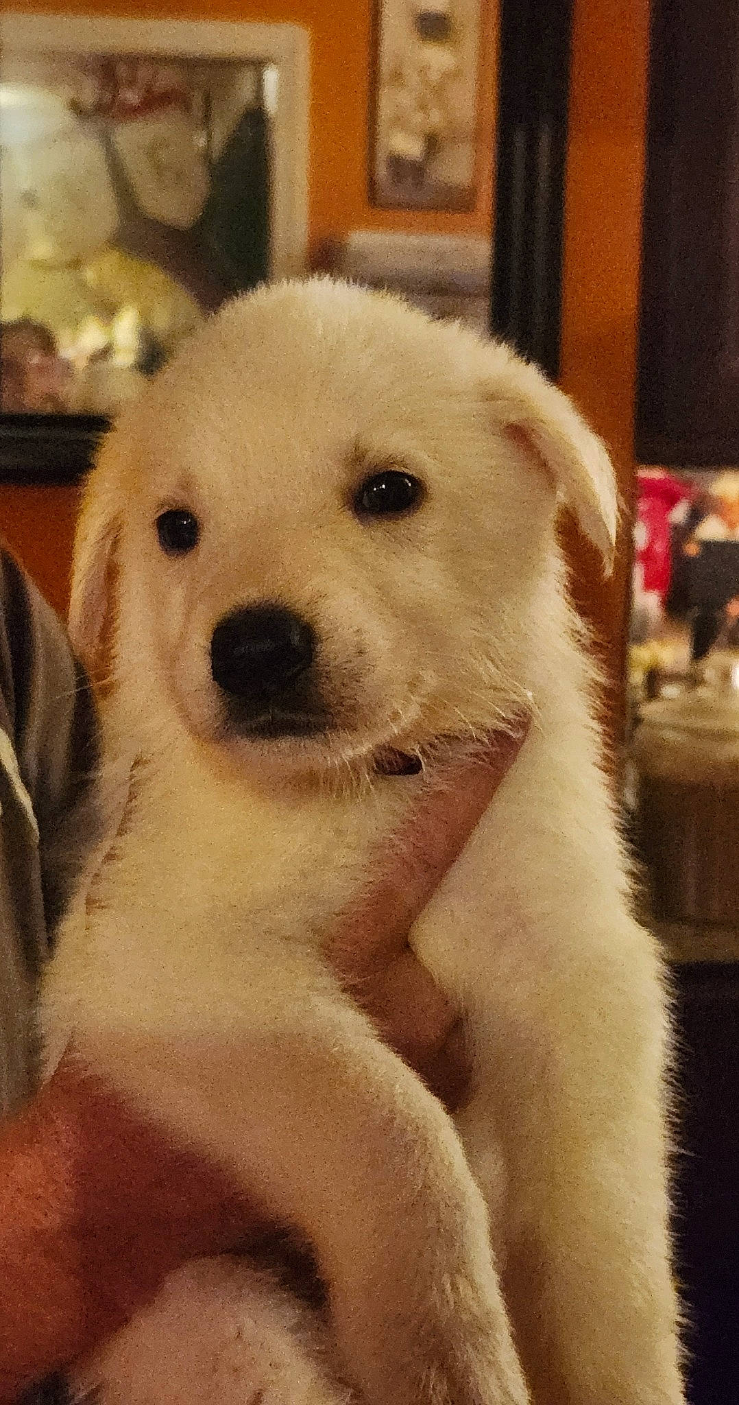 Kevin joined the competition — help win amazing prizes! ancient_dog_breeds, canidae, carnivore, companion_dog, dog, dog_breed, fawn, fur, giant_dog_breed, happy, himalayan_sheepdog, non_sporting_group, paw, puppy, puppy_love, snout, sporting_group, terrestrial_animal, whiskers, working_animal