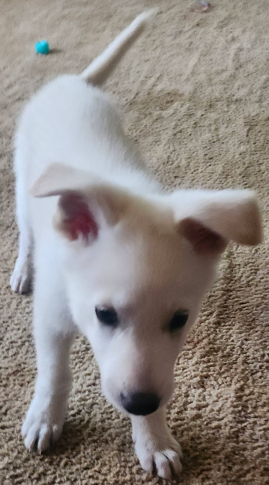 Kevin is registered to the contest to win money with this photo: canidae, carnivore, companion_dog, dog, dog_breed, fawn, no_expression, non_sporting_group, snout, sporting_group, tail, terrestrial_animal, working_animal