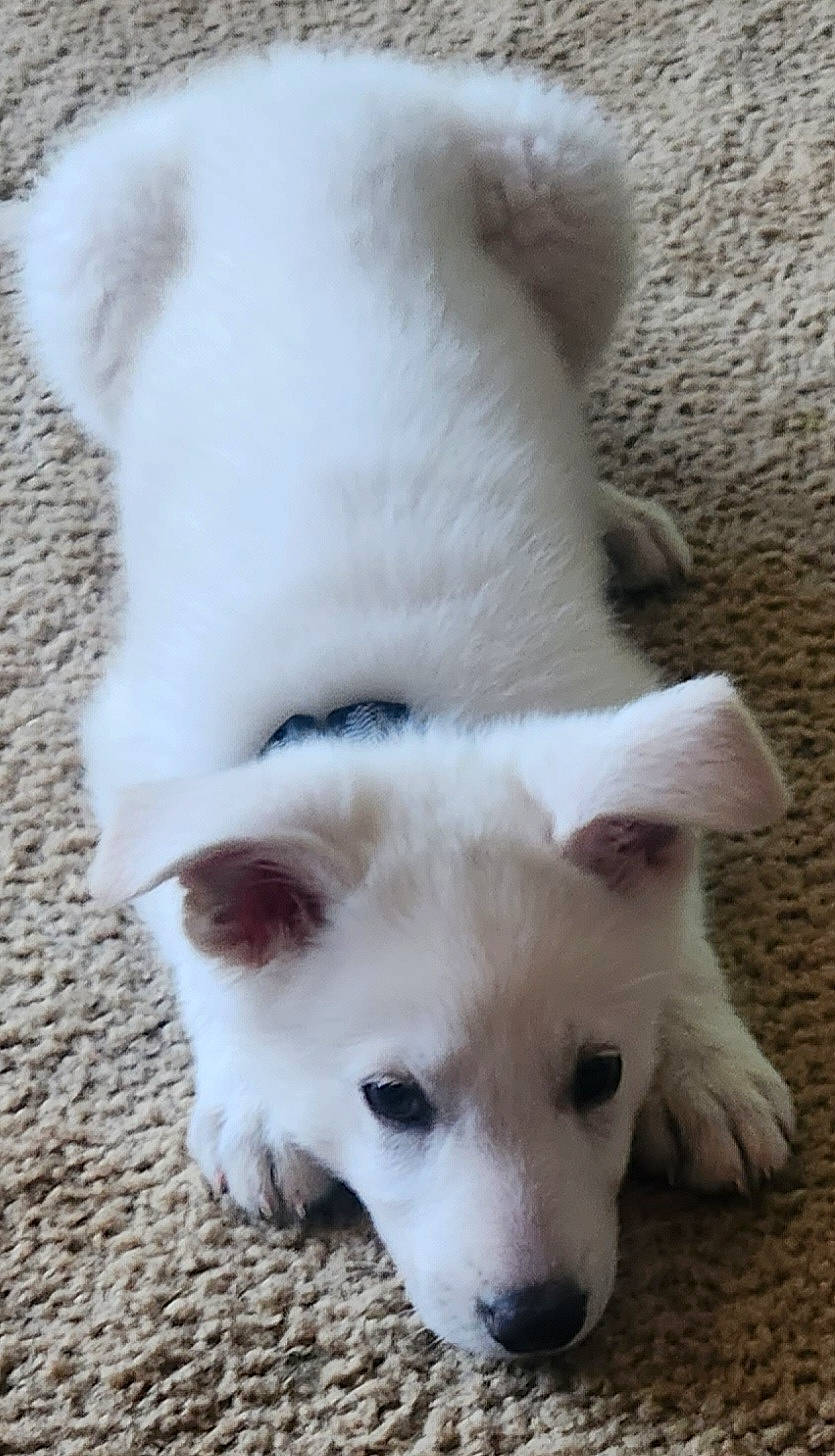 Kevin joined the competition — help win amazing prizes! canidae, carnivore, companion_dog, dog, dog_breed, fawn, fur, non_sporting_group, paw, snout, sporting_group, tail, terrestrial_animal, whiskers, working_animal