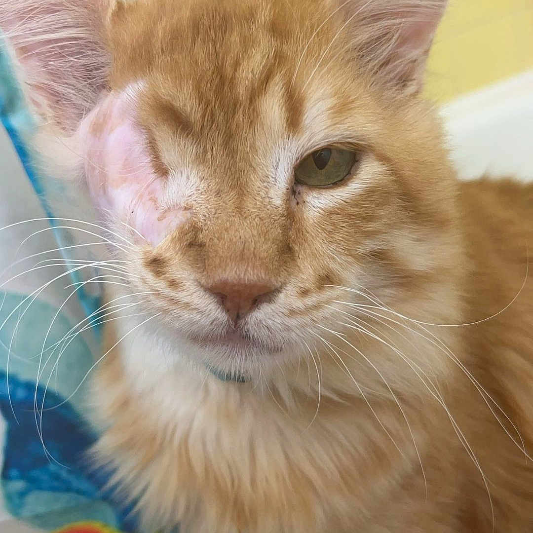 Panko