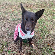 Kiwi is registered to the contest to win money with this photo: animal, black_dog, canine, clothing, curious, cute, daylight, dog, dress, ears, fur, grass, ground, looking_up, nature, one_ear_up, outdoor, pet, portrait, sitting