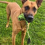 dog, toy, rope_toy, grass, outdoor, pet, animal, playful, ears_up, brown_dog, chewed_toy, standing, alert, nature, canine, greenery, daylight, lawn, close_up, muzzle