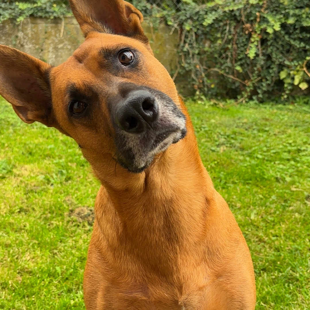 Marley participe au concours pour gagner de l'argent avec cette photo : alert, animal, brown, canine, curious, cute, dog, domestic_animal, ears, fence, fur, garden, grass, greenery, head_tilt, muzzle, nature, outdoor, pet, sitting