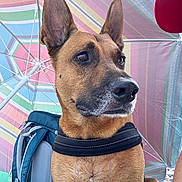 Marley a rejoint le concours — aidez-le/la à gagner de superbes lots ! dog, canine, pet, outdoor, umbrella, striped, colorful, backpack, ears, alert, brown_fur, black_nose, pebbles, summer, sunshade, portrait, side_view, looking_away, animal, leash