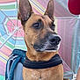 dog, canine, pet, outdoor, umbrella, striped, colorful, backpack, ears, alert, brown_fur, black_nose, pebbles, summer, sunshade, portrait, side_view, looking_away, animal, leash
