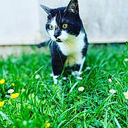 Isis participe au concours pour gagner de l'argent avec cette photo : cat, black_and_white, grass, flowers, outdoor, nature, animal, pet, feline, greenery, meadow, closeup, whiskers, ears, alert, curious, domestic_cat, spring, daylight, background_blur