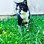 cat, black_and_white, grass, flowers, outdoor, nature, animal, pet, feline, greenery, meadow, closeup, whiskers, ears, alert, curious, domestic_cat, spring, daylight, background_blur