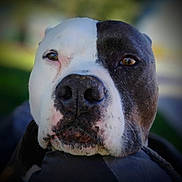Chloe joined the competition — help win amazing prizes! animal, animal_portrait, black_nose, blurred_background, brown_eyes, canine, close_up, cute, dark_fur, dog, face, friendly, fur_texture, looking, muzzle, outdoor, pet, portrait, snout, white_fur