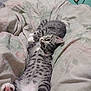 Circe joined the competition — help win amazing prizes! cat, kitten, tabby, pets, cute, sleeping, resting, blanket, bedroom, cozy, fur, animal, indoor, playful, young, comfort, cuddling, paw, striped, relaxed