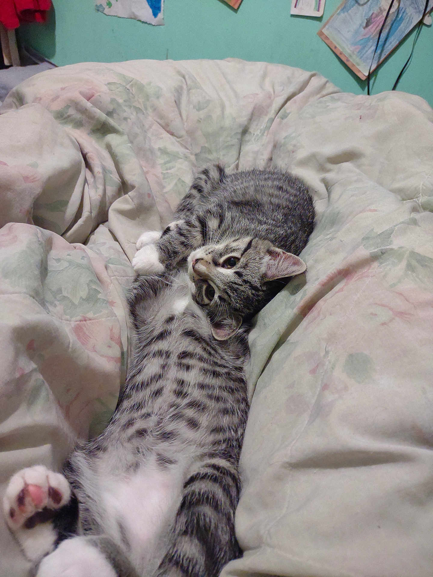 Circe joined the competition — help win amazing prizes! cat, kitten, tabby, pets, cute, sleeping, resting, blanket, bedroom, cozy, fur, animal, indoor, playful, young, comfort, cuddling, paw, striped, relaxed