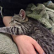 Circe joined the competition — help win amazing prizes! cat, kitten, sleeping, tabby, person, hand, nail_polish, blanket, cozy, fur, striped, resting, comfort, indoor, closeup, soft, nap, human, arm, warm