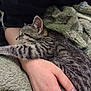 cat, kitten, sleeping, tabby, person, hand, nail_polish, blanket, cozy, fur, striped, resting, comfort, indoor, closeup, soft, nap, human, arm, warm